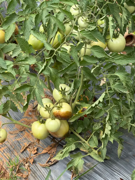 Green tomatoes hanging from a plant