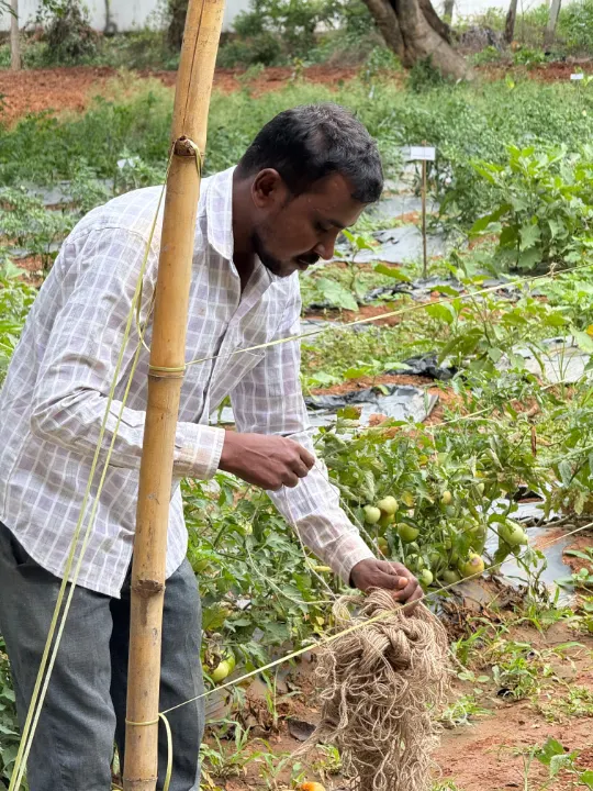 A farmer bending to look at a plant beside a bamboo stake