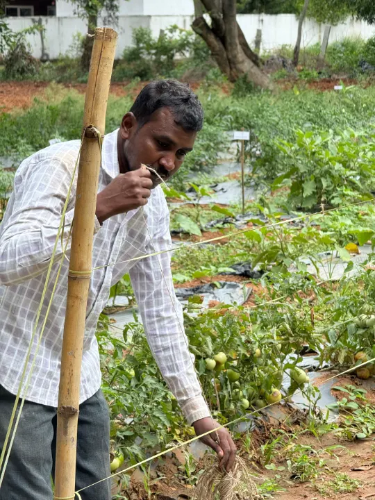 A smiling farmer standing among his plants beside a bamboo stake