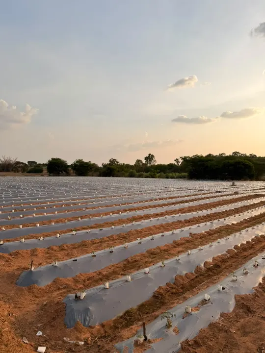 Long rows of mulched beds in evening light