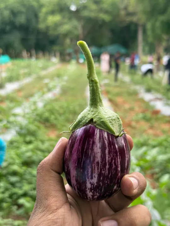 A hand holding a striped purple brinjal over the rows