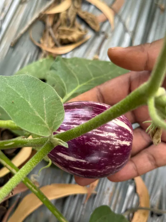 A striped brinjal growing among leaves
