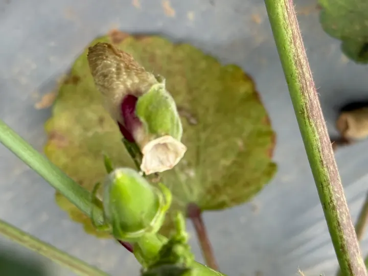 A close view of a damaged okra bud