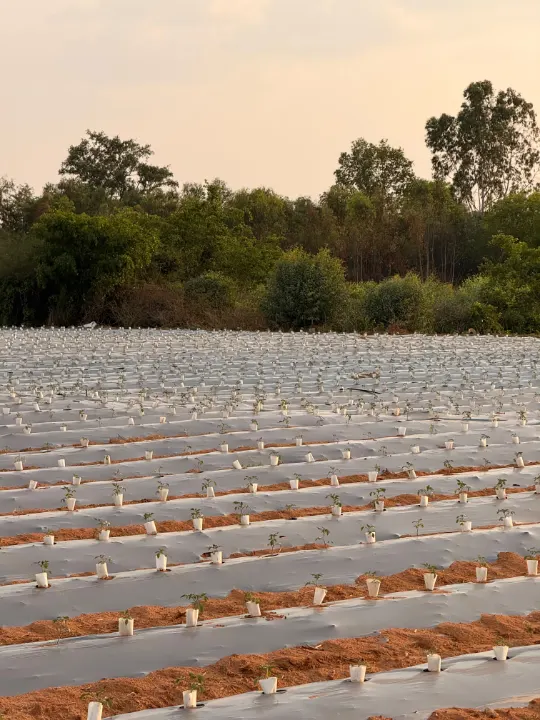Rows of mulched beds stretching to the trees at sunset