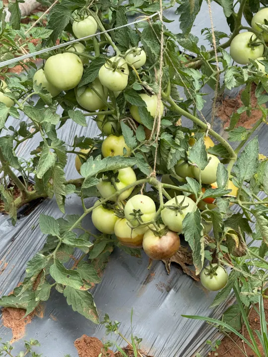 Clusters of green tomatoes on a plant over mulch