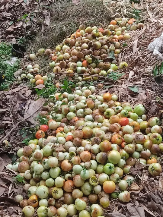 A heap of tomatoes rotting on the ground