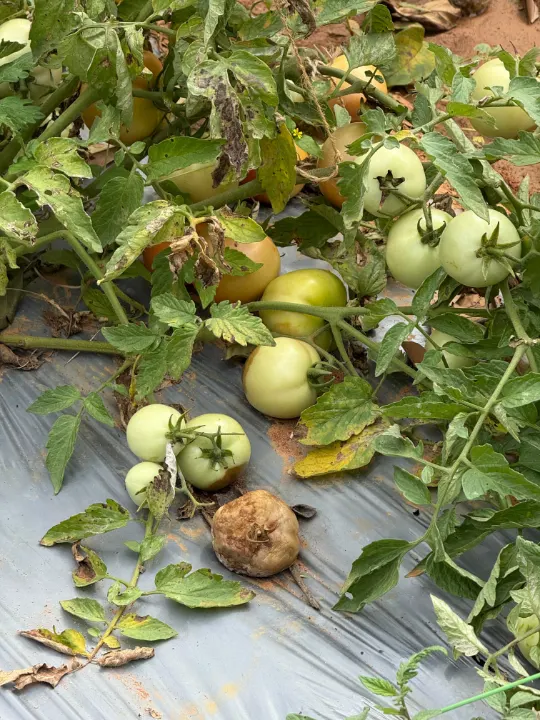 Tomatoes on a plant, one of them rotten