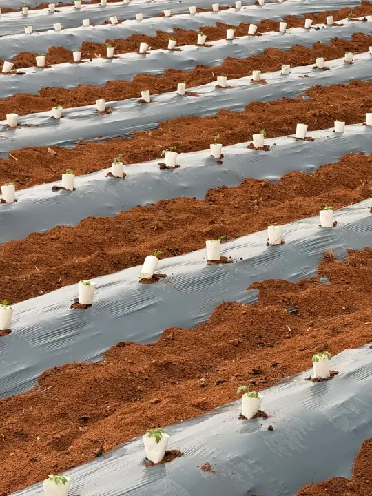 Close view of red soil beds covered with silver mulch