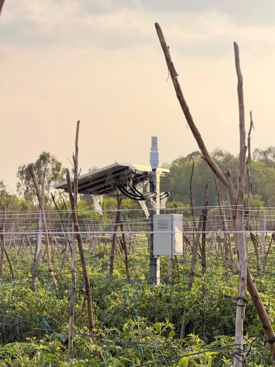 A NEST station with its solar panel among staked tomato plants