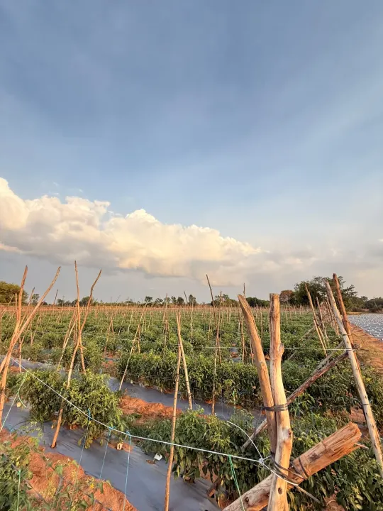 Staked tomato plants under a blue sky with clouds
