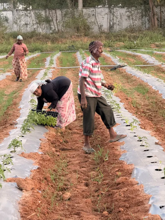 Two farm workers bending over mulched beds, planting seedlings