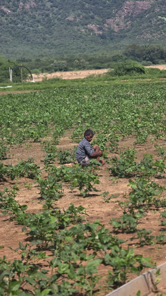 A farmer crouching among his crop in a wide field